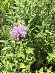 Monarda × medioides