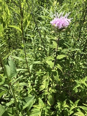 Monarda × medioides