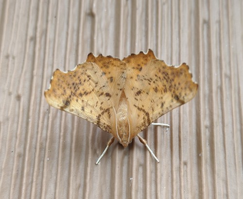 Maple Spanworm Moth photo 3