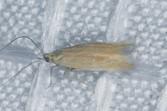 Coleophora glaucella