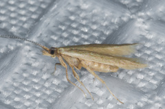 Coleophora glaucella