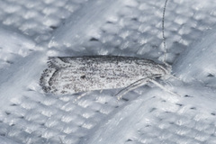 Helcystogramma chambersella