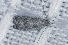Helcystogramma chambersella