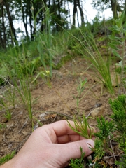 Phemeranthus rugospermus