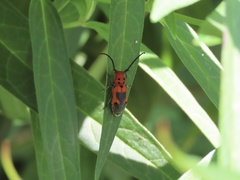 Tetraopes melanurus