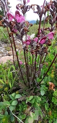 Pedicularis ornithorhynchos