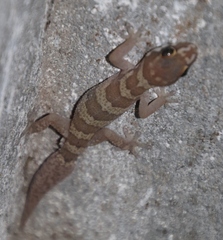 Pachydactylus formosus