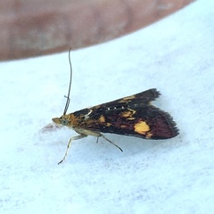Pyrausta aurata