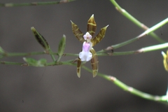 Oncidium laeve