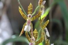 Oncidium laeve