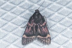 Hypsopygia phoezalis