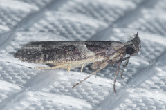 Pseudochelaria scabrella