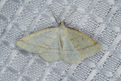 Protitame subalbaria