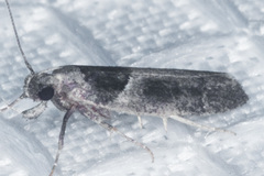 Pseudochelaria scabrella