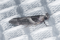Pseudochelaria scabrella