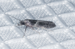 Pseudochelaria scabrella