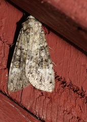 Anaplectoides prasina