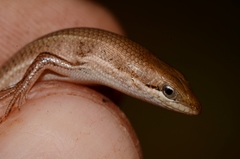 Trachylepis punctulata