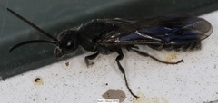 Myrmosidae