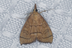Udea octosignalis
