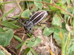 Dorcadion striolatum