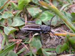 Dorcadion striolatum