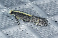 Aroga paraplutella