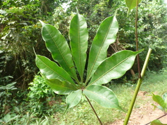 Rhodognaphalon brevicuspe