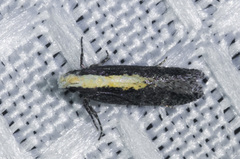 Aroga paraplutella