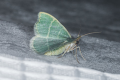 Chlorochlamys appellaria