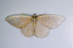 Chlorochlamys appellaria