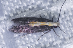 Aroga paraplutella