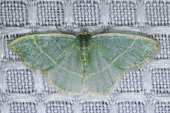 Chlorochlamys appellaria