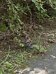 Phytolacca americana