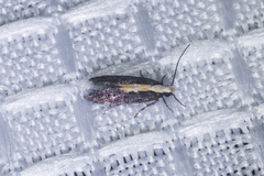 Aroga paraplutella