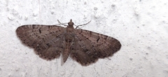 Eupithecia intricata