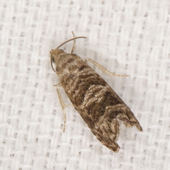 Grapholita packardi