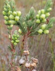 Erica grisbrookii