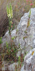 Erica grisbrookii