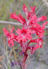 Tritoniopsis pulchra