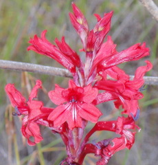 Tritoniopsis pulchra