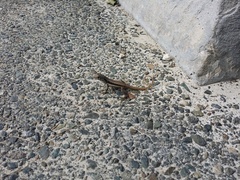 Leiocephalus psammodromus