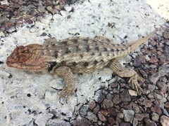 Sceloporus bimaculosus