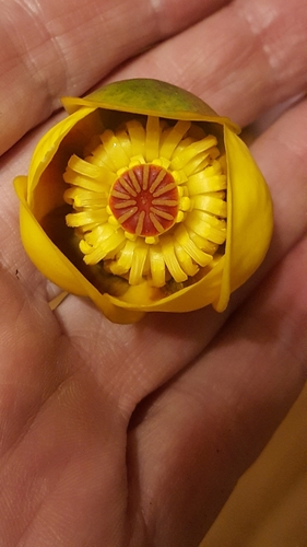 Nuphar × rubrodisca (Nuphar × rubrodisca)