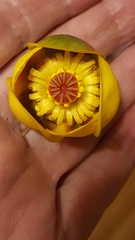 Nuphar × rubrodisca