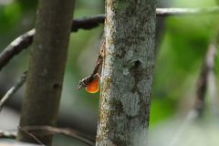 Anolis ortonii