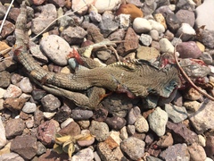 Aspidoscelis marmoratus