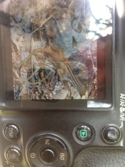 Aspidoscelis scalaris