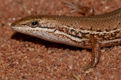Trachylepis punctulata