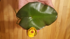 Nuphar × rubrodisca